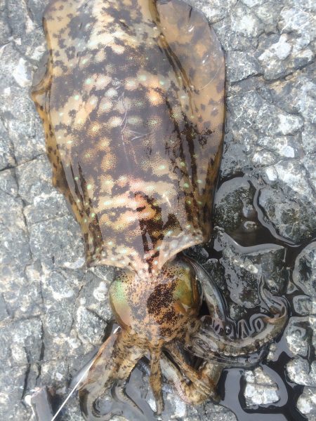 アオリイカ、がんがんきてました